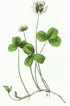āboliņš